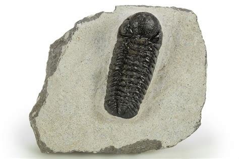 Detailed Austerops Trilobite Ofaten Morocco For Sale