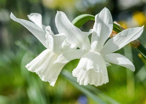 White Daffodils Explore The Purity And Elegance Of These