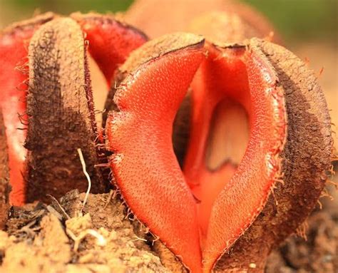 Hydnora Africana Facts