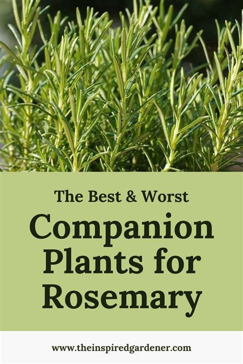 Rosemary Companion Plants The Best Worst Partners