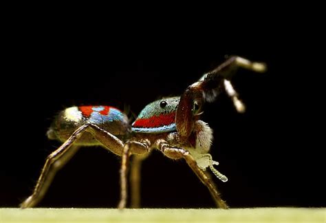 Metallic Green Jumping Spider Project Noah