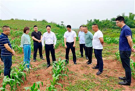 自贡沿滩：抓实乡村振兴 稳定粮食安全和激发村级集体经济发展活力 国际在线