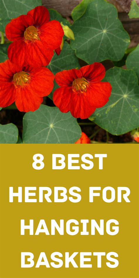 Best Herbs For Hanging Baskets Gardening Sun Garden Ideas Budget