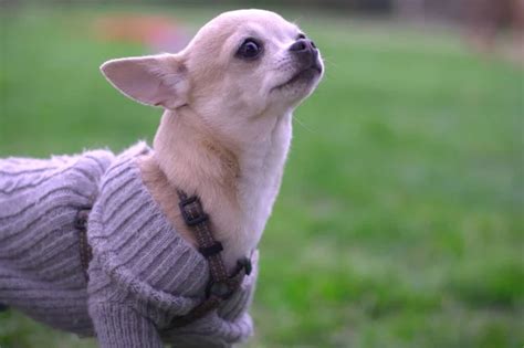 Long chihuahua coat Stock Photos, Royalty Free Long chihuahua coat ...