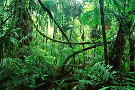 Todo sobre la SELVA SECA características clima flora fauna y más