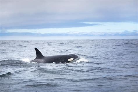 Wildlife and Sea Life That Live Off California's Coast