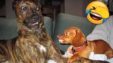 How Do Dogs Make You Laugh