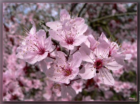 Cerisier En Fleur