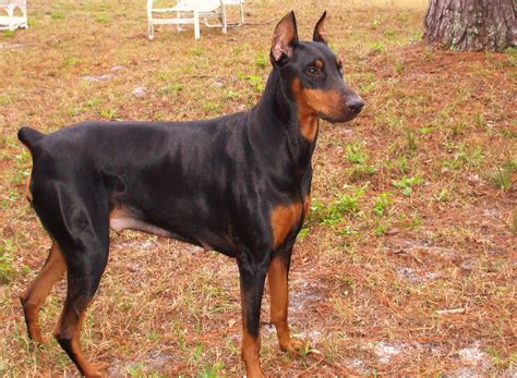 doberman, Pinscher, Dog, Dogs Wallpapers HD / Desktop and Mobile