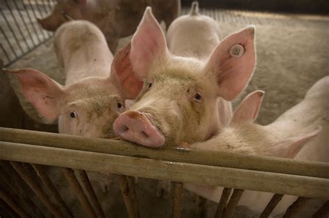 African Swine Fever Creates An Opportunity For U S Farmers