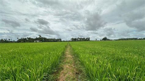 Lahan Rawa Seluas 46 340 Hektare Pemprov Siap Kelola Lahan Tidak