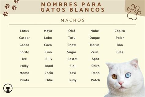 Nombres Originales para Gatas Blancas Mascotas Exóticas