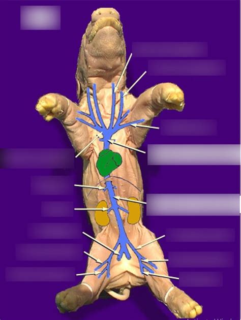 BIOL 132 Fetal Pig Circulatory System (Veins) Diagram | Quizlet