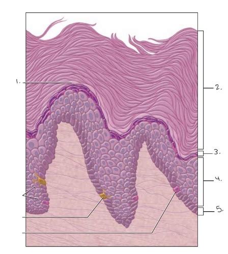 Anatomy Lab Exam Epidermis Layers Flashcards Quizlet