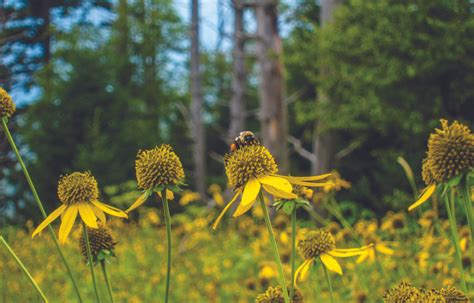 Celebrate And Support Virginia Pollinators During National Observance