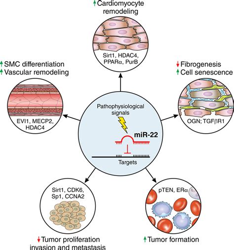 Mir In Smooth Muscle Cells Circulation