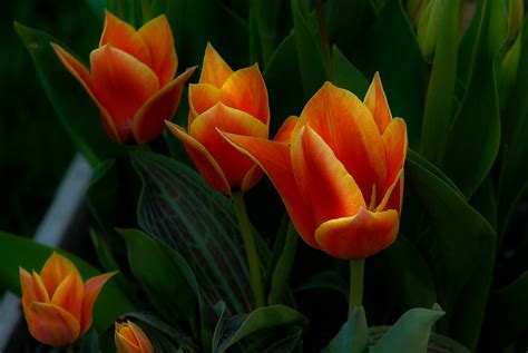 Beautiful orange tulips - Spring Flowers