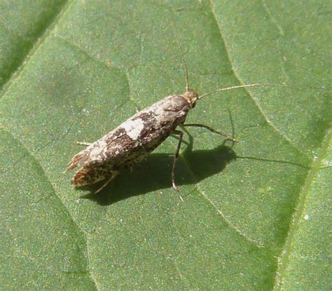 Leek Moth Naturespot