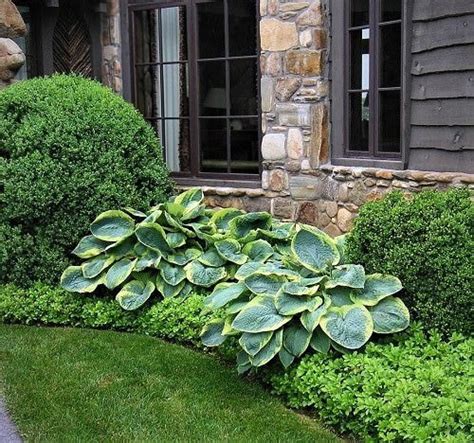 Pachysandra Hosta