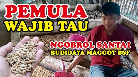 Budidaya Maggot Bsf Pemula Youtube