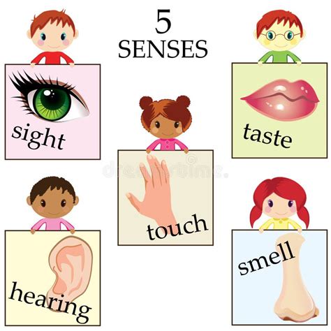 Five Senses Educational Concept Stock Vector Illustration Of Sensory