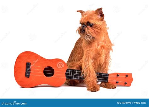 Dog With Guitar Stock Photo Image Of Brussels Guitar 21730192