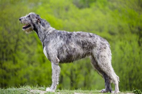 Irish Wolfhound Growth Chart – How Tall Is The Tallest Dog?