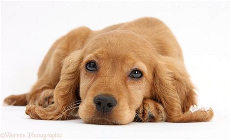 Dog: Golden Cocker Spaniel puppy photo - WP38152