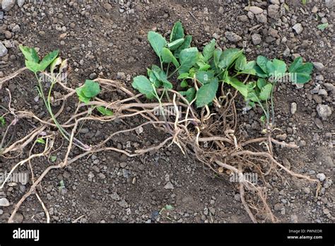 Ground Elder Aegopodium Podagraria Plant From A Vegetable Patch