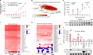 A Single Gene Integrates Sex And Hormone Regulators Into Sexual Attractiveness Nature Ecology