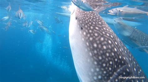 Cebu Day 2 Oslob Whale Sharks - Sengkang Babies