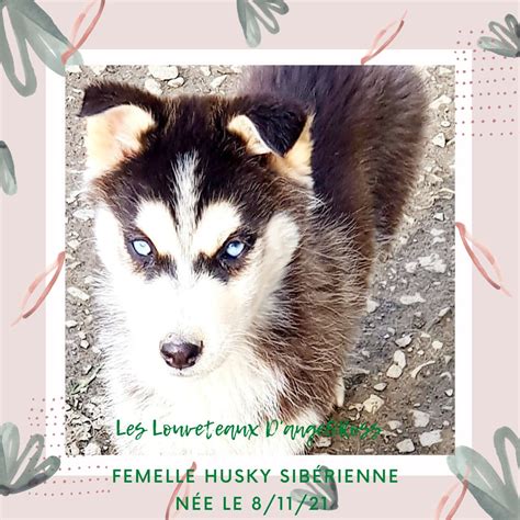 Chiots Types Husky Sibérien Non Lof Disponibles 35133 unCompagnon fr