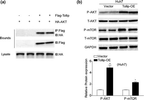 The Regulation Of Pi3kakt Signaling Pathway In Hcc Cells By Tollip Download Scientific