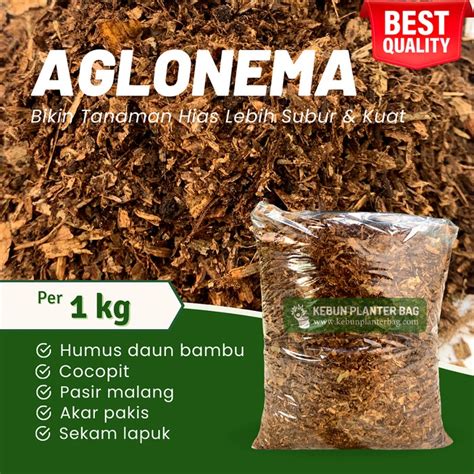 Jual Media Tanam Aglonema Kg Premium Metan Monstera Anthurium Siap