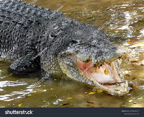 Giant Lolong Crocodile Davao Mindanao Philippines Stock Photo ...