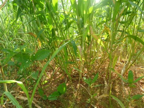 A Brown Top Millet Brachiaria Ramosa Plant More Than 30 Tillers From A Single Seed Observed