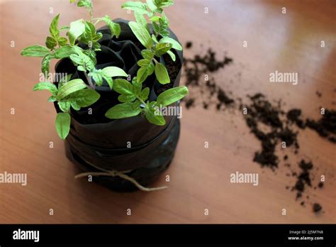 New Way To Germinate Tomatoes Space Saving Tomatoes Seedlings Method