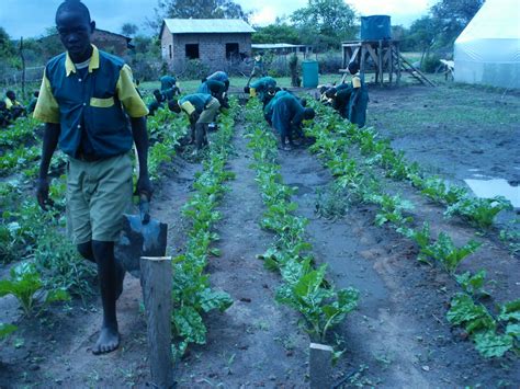 Ndandini Village Kenya: GREAT NEWS for the COMMUNITY GARDEN PROJECT