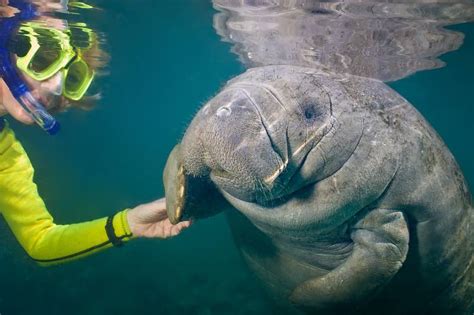 Best Manatee Tours In Central Florida - See Live Manatees