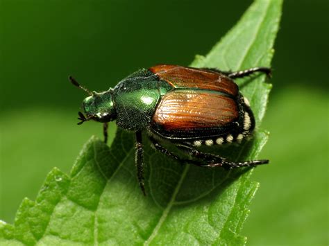 Japanese Beetle Tips Archives - Heidi's GrowHaus & Lifestyle Gardens