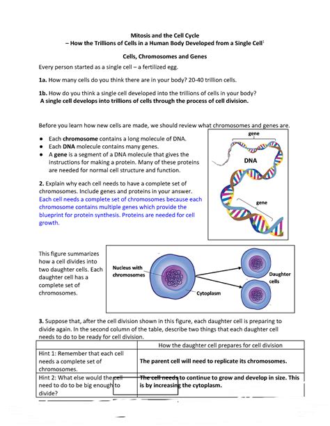 Mitosis And The Cell Cycle How The Trillions Of Cells In A Human Body Hot Sex Picture