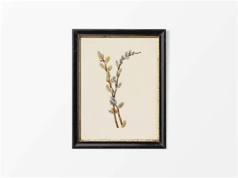 Pussy Willow Trove Prints