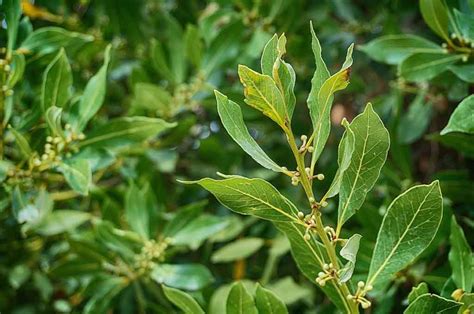 Bay Laurel Trees Buying & Growing Guide | Trees.com