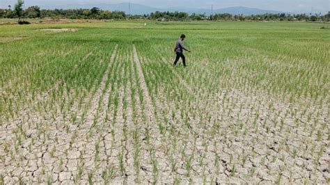 Kementan Gerak Cepat Atasi Sawah Kekeringan Di Subang