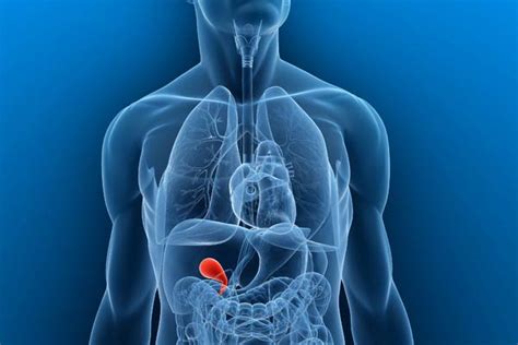 gallbladder function problems healthy diet  science