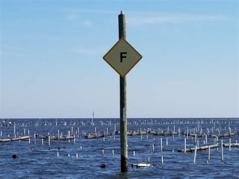 Apalachee Bay Oysters- Big Bend on the Road - Coastal Angler & The ...