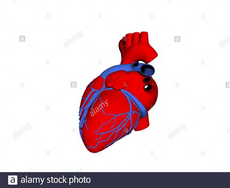 Coronary Arteries Hi Res Stock Photography And Images Alamy