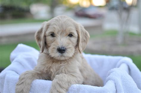 Faithful Doodles Zoeys 6 Week Old F1b English Goldendoodles