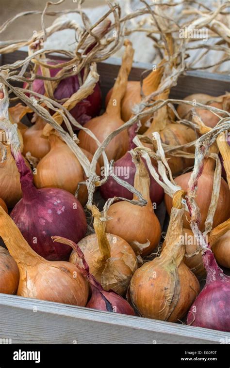 Home Grown Onions Hi Res Stock Photography And Images Alamy