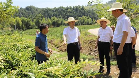 江西省林下经济高质量发展动员部署暨油茶竹产业发展现场推进会在铜鼓召开